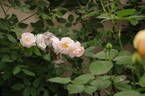 The Lady of the Lake rose photo