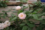 The Lady of the Lake rose photo