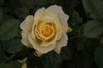 City Livery rose photo