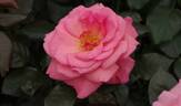 Gordon's College rose photo