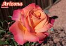 Arizona (grandiflora, Swim rose photo
