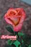 Arizona (grandiflora, Swim rose photo