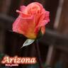 Arizona (grandiflora, Swim rose photo