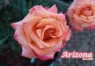 Arizona (grandiflora, Swim rose photo