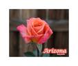 Arizona (grandiflora, Swim rose photo