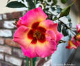 Eyeconic rose photo