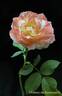 Château de Beauregard rose photo