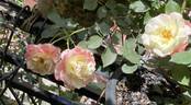 Château de Beauregard rose photo