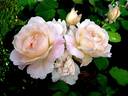 Renaissance rose photo