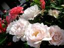 Renaissance rose photo