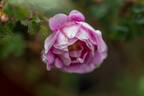 Dominie Sampson rose photo