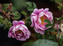 Dominie Sampson rose photo