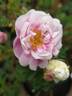 Dominie Sampson rose photo