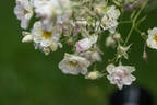 Caterina Cornaro® rose photo