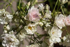 Caterina Cornaro® rose photo