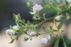 Caterina Cornaro® rose photo