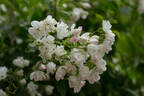 Caterina Cornaro® rose photo