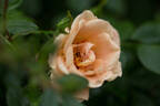 Dolomitica rose photo