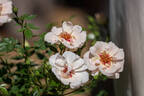 Dolomitica rose photo