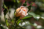 Dolomitica rose photo