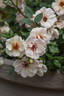 Dolomitica rose photo