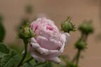 Belle Isis rose photo