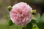 Belle Isis rose photo