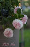 Belle Isis rose photo