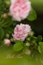 Belle Isis rose photo