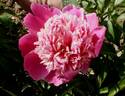 Doyen d'Enghien peony photo