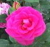 Love Letter rose photo