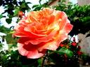 Lolita ® rose photo