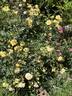 Sunshine Sally rose photo