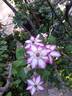Picotee clematis photo