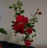 Fairy Queen rose photo