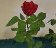 Avon ® rose photo
