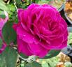 Purple Rain rose photo