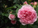 Radio Times ® rose photo
