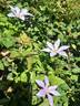 Sugar-Sweet Blue clematis photo