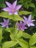 Sugar-Sweet Blue clematis photo