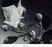 Poly Prim rose photo