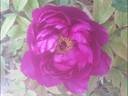 Wu Long Peng Sheng 五龙捧圣 peony photo