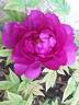 Wu Long Peng Sheng 五龙捧圣 peony photo