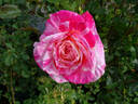 Hypnotized rose photo