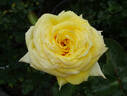 King's Ransom rose photo