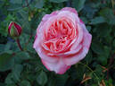 Mu Lan rose photo