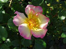 Olivier Roellinger ® rose photo