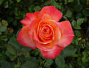 Pensioner's Voice rose photo