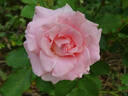 Penthouse rose photo