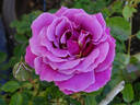 The Colwyn Rose rose photo